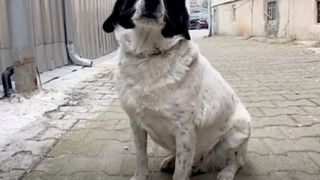 C&acirc;inele străzii protejează copiii