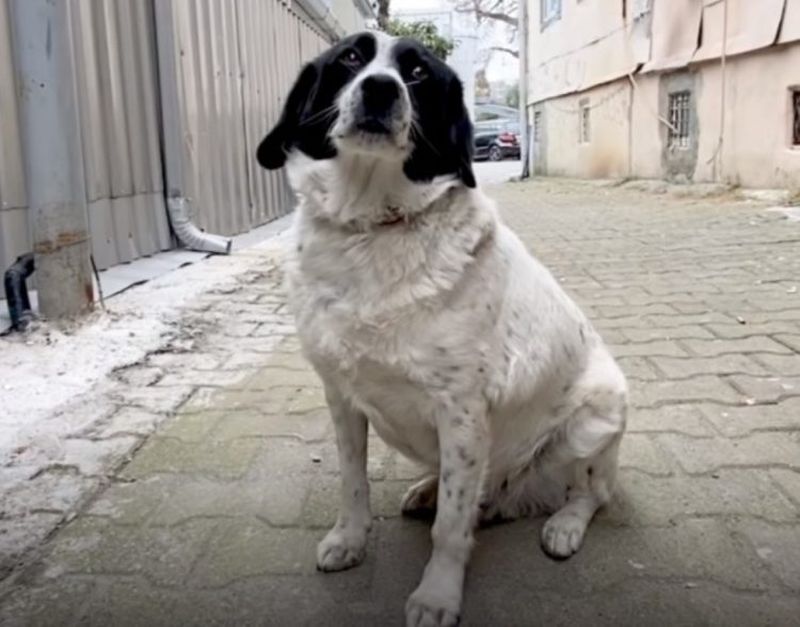 Câinele străzii protejează copiii