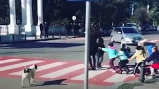 C&acirc;inele străzii protejează copiii și &icirc;i ajută să treacă strada &icirc;n siguranță