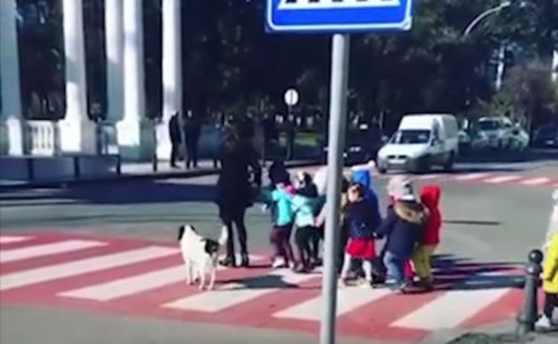 Câinele străzii protejează copiii