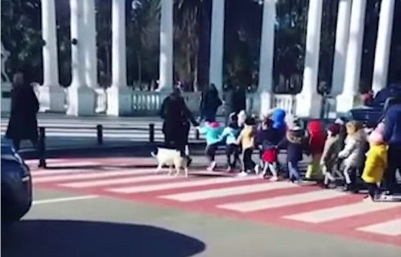 Câinele străzii protejează copiii