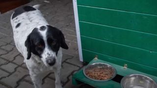 C&acirc;inele străzii protejează copiii