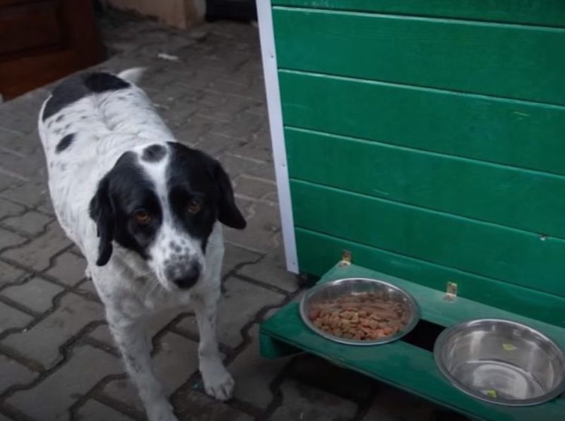 Câinele străzii protejează copiii