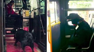 Ea este cățelușa care merge singură cu autobuzul până la locul de joacă pentru câini