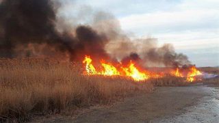 Delta Dunării, în pericol. Un incendiu de vegetație a avut loc