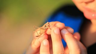 Stare de urgență de ultimă oră. Invazie de lăcuste în Somalia
