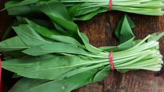 Leacul primăverii: Această plantă ține la distanță toți VIRUȘII!