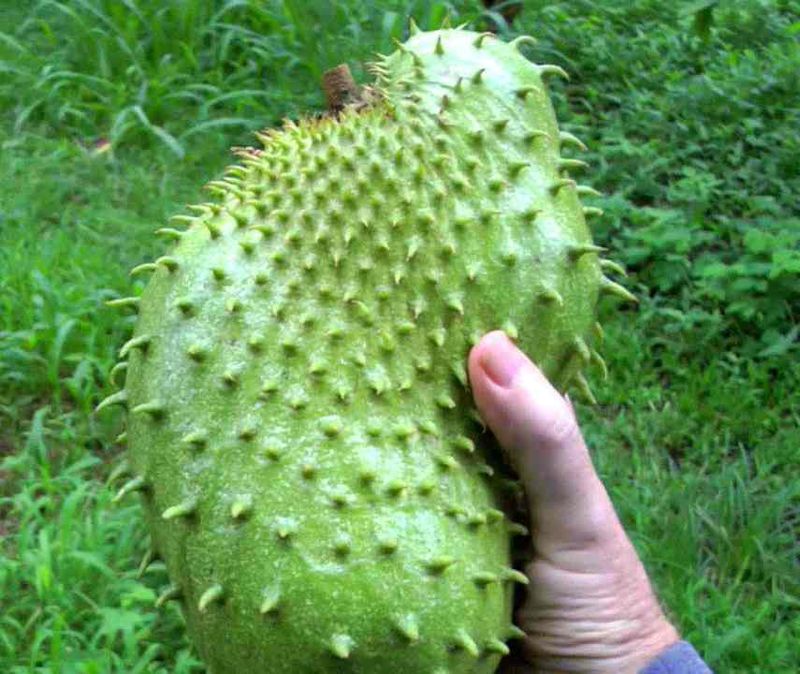 GRAVIOLA. Fructul GRAVIOLA. Beneficiile fructului GRAVIOLA