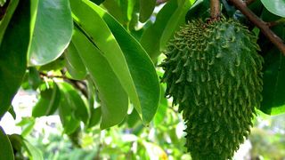 GRAVIOLA. Fructul GRAVIOLA. Beneficiile fructului GRAVIOLA