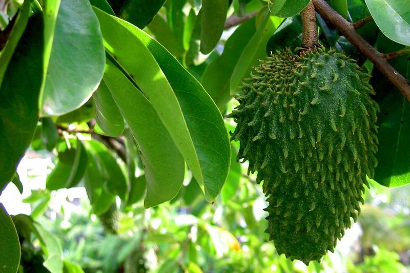 GRAVIOLA. Fructul GRAVIOLA. Beneficiile fructului GRAVIOLA