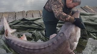 Legenda &rdquo;monstrului&rdquo; de 180 de kilograme din lacul Sărulești