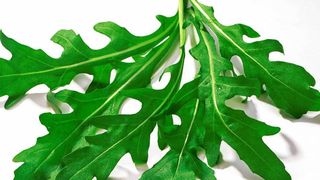 Rucola