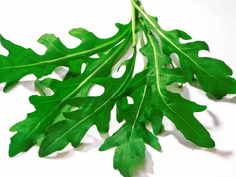 Rucola