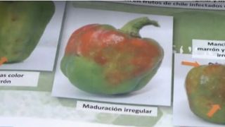 Piața legumelor amenințată de un virus periculos