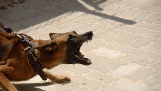 Bărbat mușcat de o haită de c&acirc;ini p&acirc;nă i-au smuls urechea