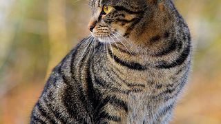 Bistrița: Un bărbat acuză că pisicile i-au incendiat casa