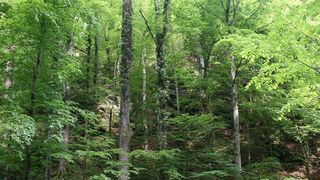 Parlamentarii republicani americani vor plantarea a 1.000 de miliarde de arbori &icirc;n Statele Unite, pentru combaterea &icirc;ncălzirii globale