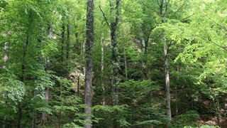 Moise Guran vrea să &icirc;ngroape mafia lemnului