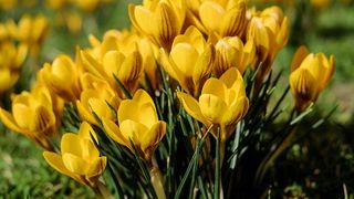 cand vine primavara in romania 2020 - prognoza meteo