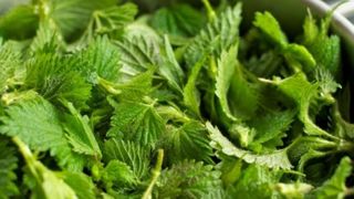 urzici contraindicatii beneficii reteta urzici cu usturoi