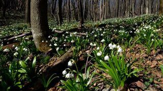 10 hectare de ghiocei 