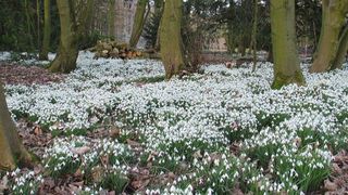 10 hectare de ghiocei 