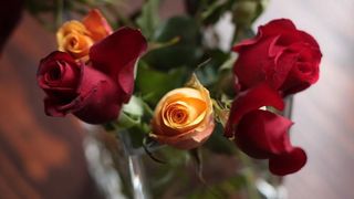 De Dragobete, ofera-i iubitei sau sotiei tale cei mai frumosi trandafiri criogenati!