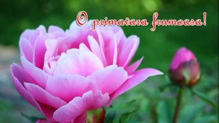 Mesaje de 1 Martie 2020 - Felicitari de 1 Martie 2020 - Urari de 1 Martie 2020 - Imagini cu mesaje de primavara