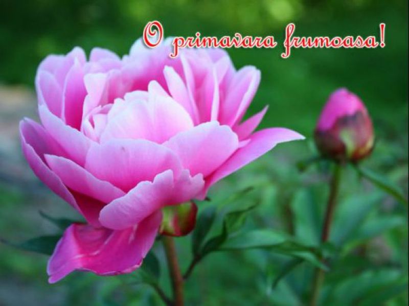 Mesaje de 1 Martie 2020 - Felicitari de 1 Martie 2020 - Urari de 1 Martie 2020 - Imagini cu mesaje de primavara