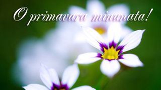 Mesaje de 1 Martie 2020 - Felicitari de 1 Martie 2020 - Urari de 1 Martie 2020 - Imagini cu mesaje de primavara