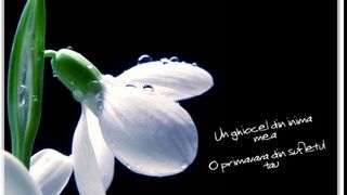 Mesaje de 1 Martie 2020 - Felicitari de 1 Martie 2020 - Urari de 1 Martie 2020 - Imagini cu mesaje de primavara