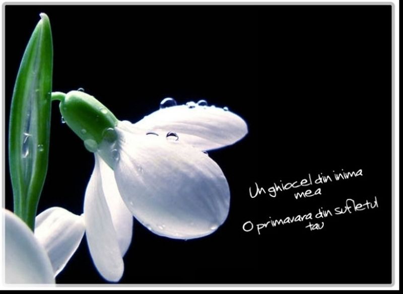 Mesaje de 1 Martie 2020 - Felicitari de 1 Martie 2020 - Urari de 1 Martie 2020 - Imagini cu mesaje de primavara