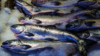 salata de icre - ce icre de peste sunt toxice - ce icre de peste nu sunt comestibile