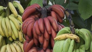 Adevărul despre bananele roșii! Ce sunt, de fapt, baby bananele Red Dacca?