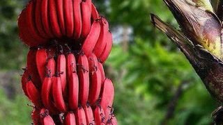 banane rosii baby banane proprietati