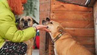 Câinii care au vegheat la căpătâiul Cristinei Ţopescu sunt traumatizaţi! “Cățelușele Bonnie și Sissi fac terapie de reintegrare după șocul suferit la moartea vedetei" FOTO