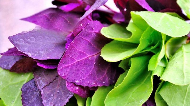 Ciorba de loboda - Ciorba de loboda taraneasca - ciorba de loboda cu usturoi