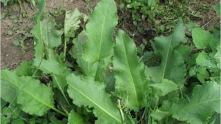 Mâncare de ștevie. Mâncare de ștevie rețetă. Ștefie beneficii. Ștevie proprietăți. 