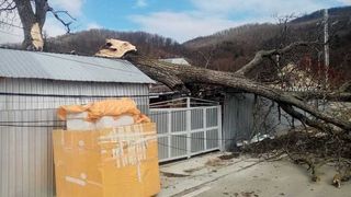 O femeie de 57 de ani din Neamț a fost rănită de crengile unui copac dobor&acirc;t de v&acirc;nt