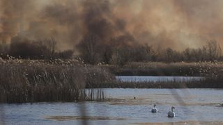 Incendiu Delta Văcărești
