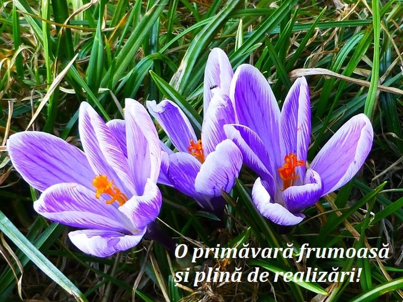 Felicitari 1 Martie 2020 -Imagini cu text 1 Martie 2020 