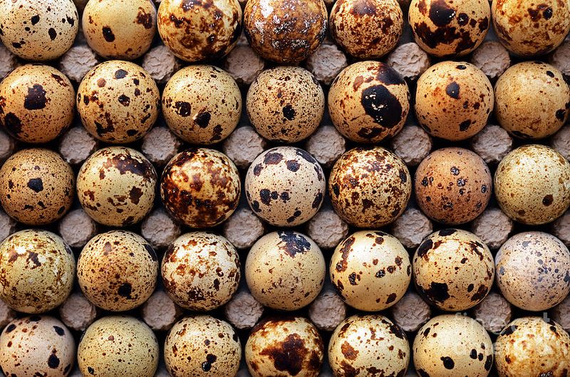 Oua de prepelita - Cura cu oua de prepelita - Tratament cu oua de prepelita