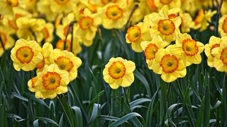 Horoscop martie 2020