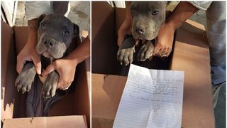 Gestul impresionant făcut de un băiat pentru c&acirc;inele său