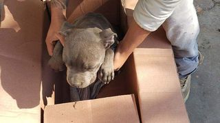 Gestul impresionant făcut de un băiat pentru c&acirc;inele său