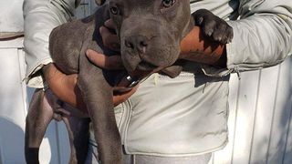 Gestul impresionant făcut de un băiat pentru c&acirc;inele său