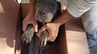 Gestul impresionant făcut de un băiat pentru c&acirc;inele său