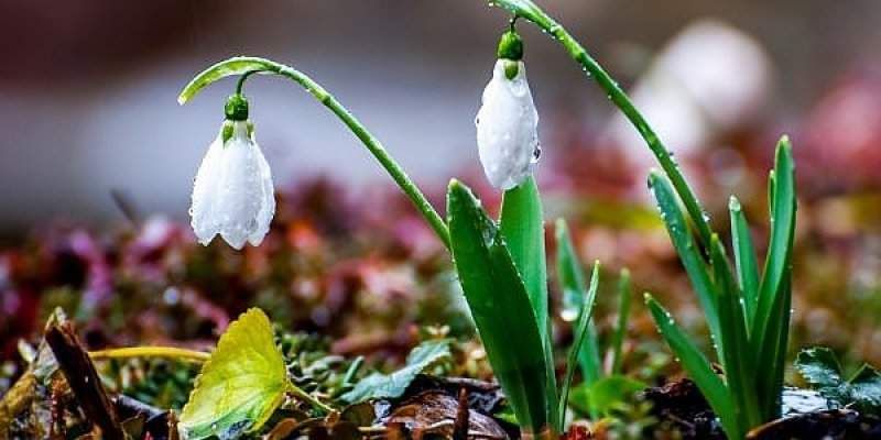 Vremea primavara 2020 - Prognoza meteo