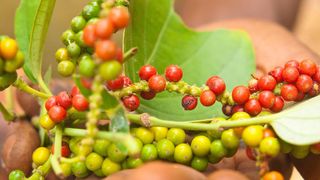 Piperul rosu - piperul rosu proprietati - piper rosu Cayenne