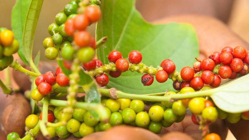 Piperul rosu - piperul rosu proprietati - piper rosu Cayenne